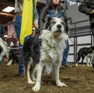 international-stock-dog-trials(1)