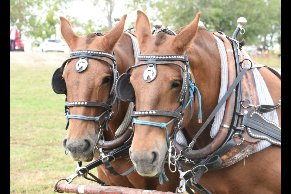 A pair of Suffolk punch horses who visited the Pondside Paddocks with their foal on Sept. 21.