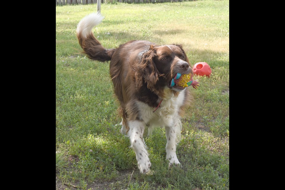 Hunter the Spring Spaniel/Border Collie mix runs back after retrieving one of his toys.