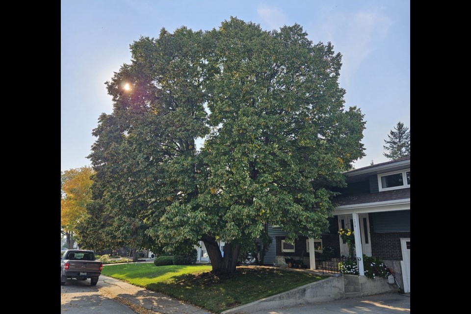 The 2023 Tree of Significance is a mature little leaf linden tree.