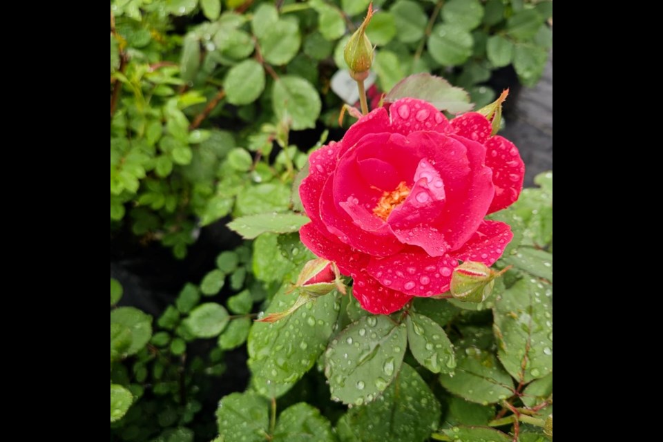 Cornell Design & Landscaping offers a wide variety of greenhouse plants, including roses.