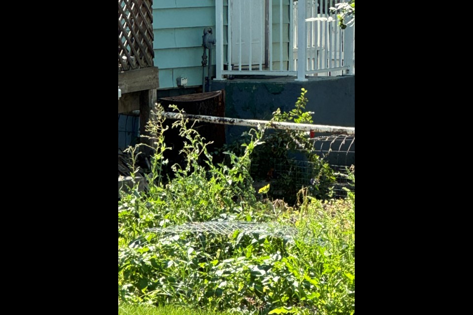 The east end backyard where the diseased tree was located. Photo courtesy Tasha Dobni