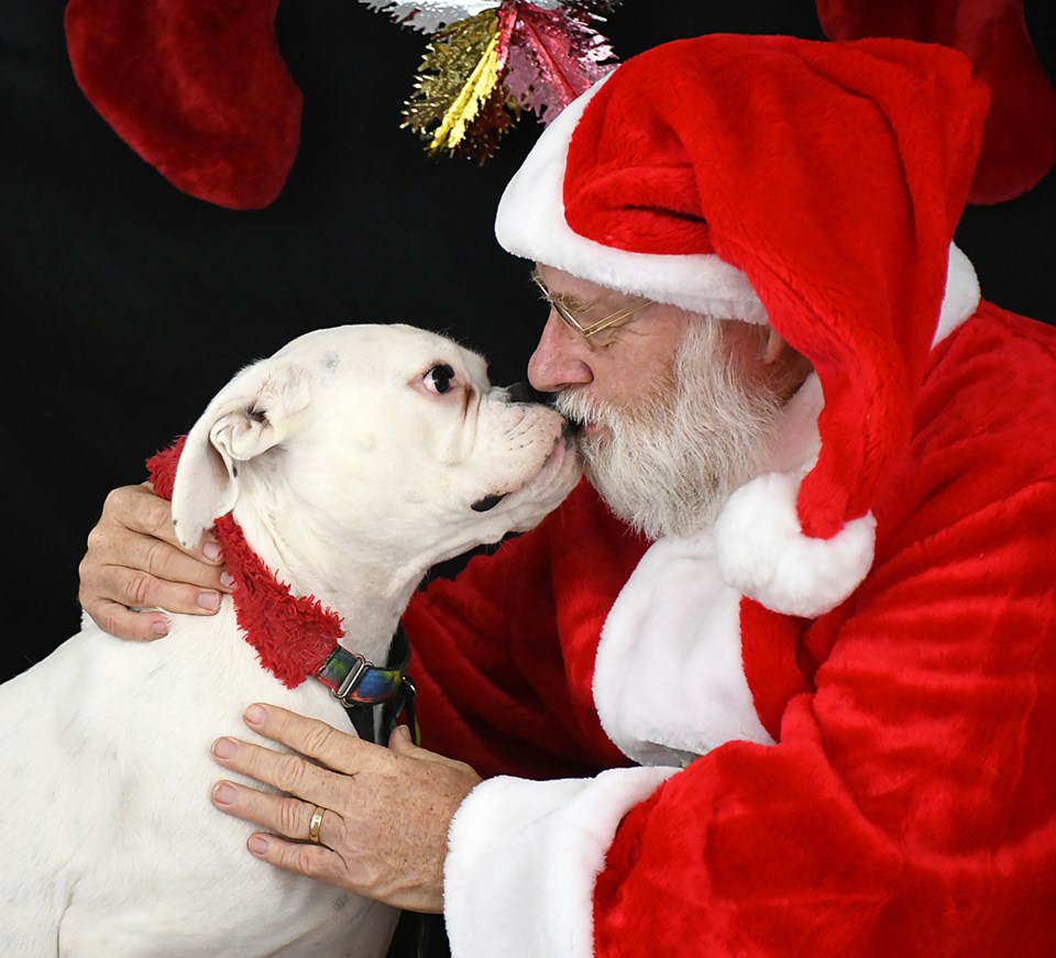 Dog trials Santa2