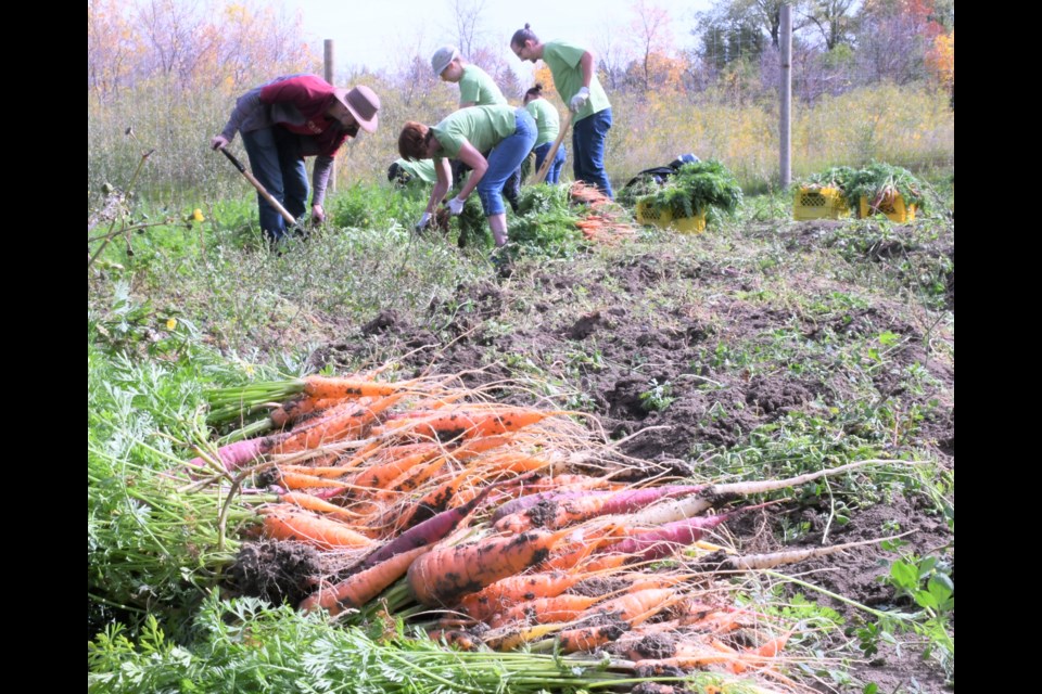 Dozens of volunteers from community organizations and non-profit groups helped harvest plenty of produce at the Mosaic Community Food Farm on Sept. 20 during the annual harvest. A larger bounty was picked due to an animal fence being erected this year. Photo by Jason G. Antonio