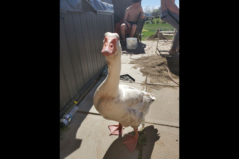 Steve the Goose has become a bit of a Moose Jaw celebrity, after somehow outwitting a fox and returning to his family’s acreage all on his own. (supplied)