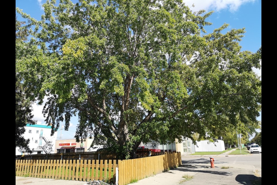 A large silver maple tree at the corner of Fourth Avenue Southwest and Lillooet Street West has been named this year's tree of significance by the City of Moose Jaw. Photo submitted