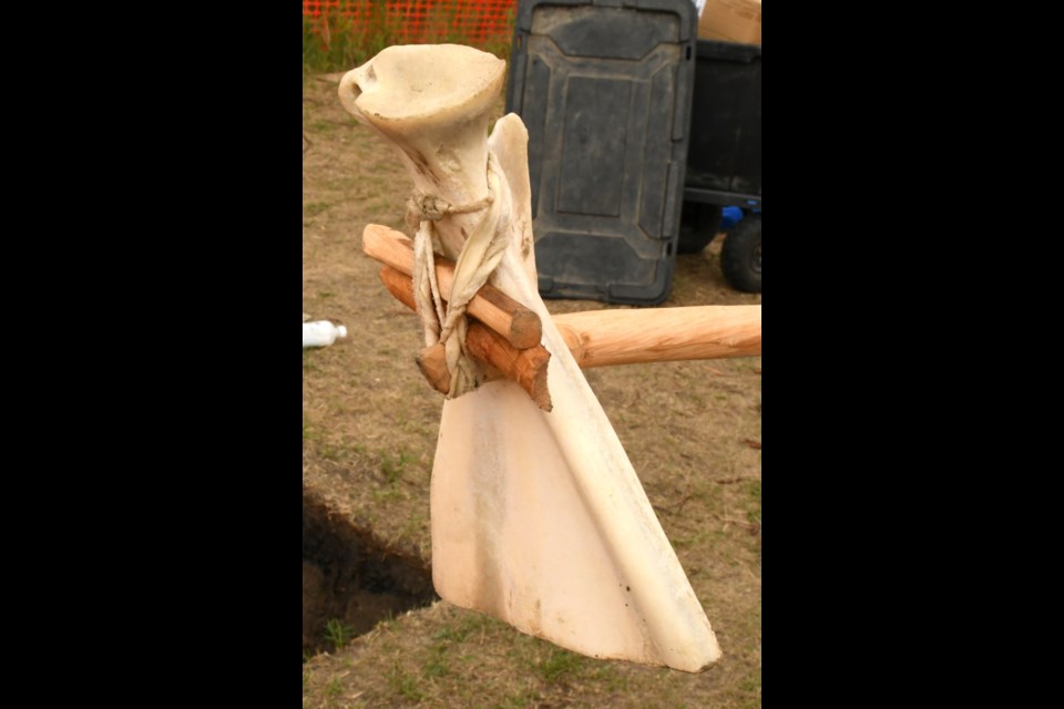 A bison scapula that Aboriginal people may have used for gardening. Photo by Jason G. Antonio