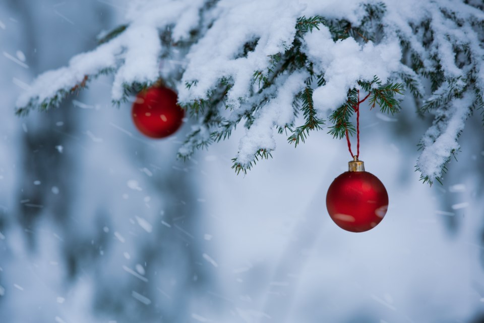 Experience 'Trim Your Tree' at Cypress Hills Interprovincial Park ...