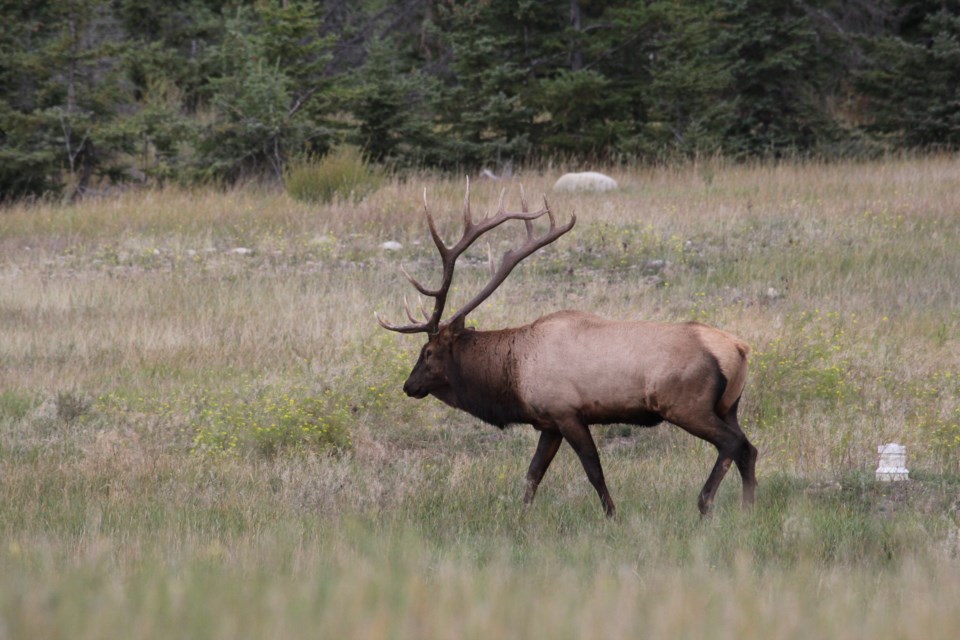 Elk in Field