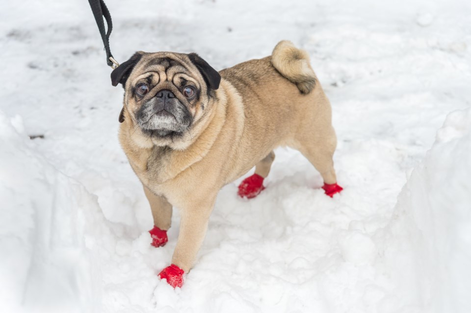 pug-in-boots