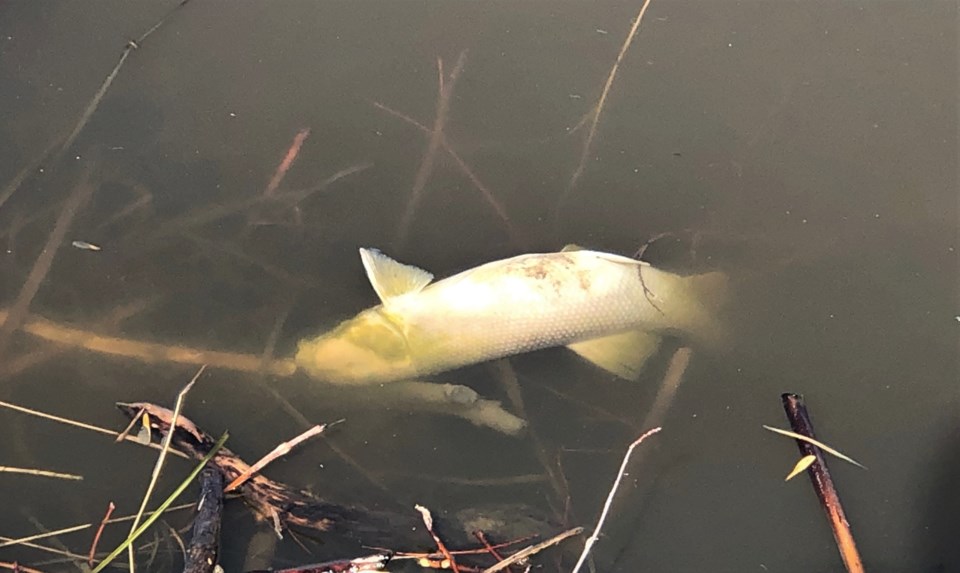 dead fish in mj river