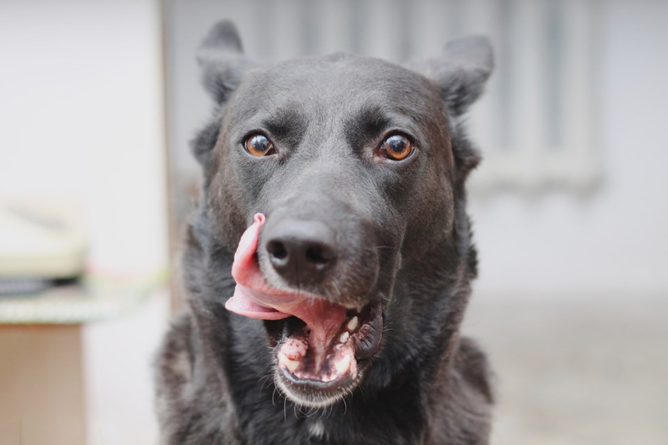 dog tongue shutterstock