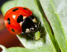 lady-bug