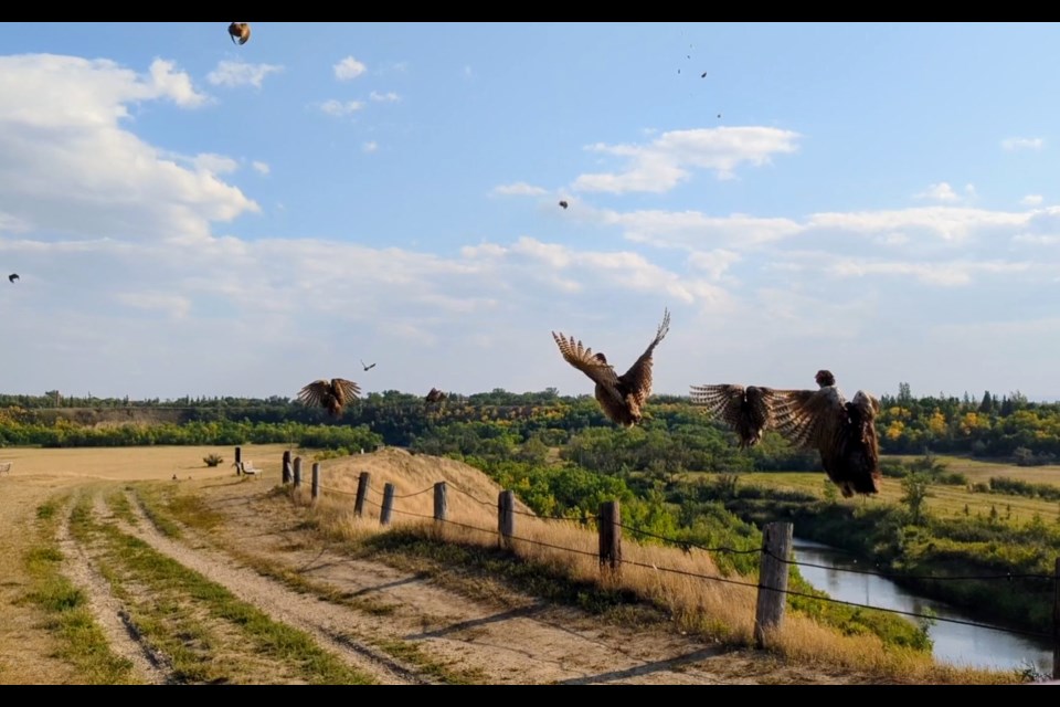 Released pheasants exit their box in a rush, filling the air momentarily with a rush of wingbeats and shrill bird calls