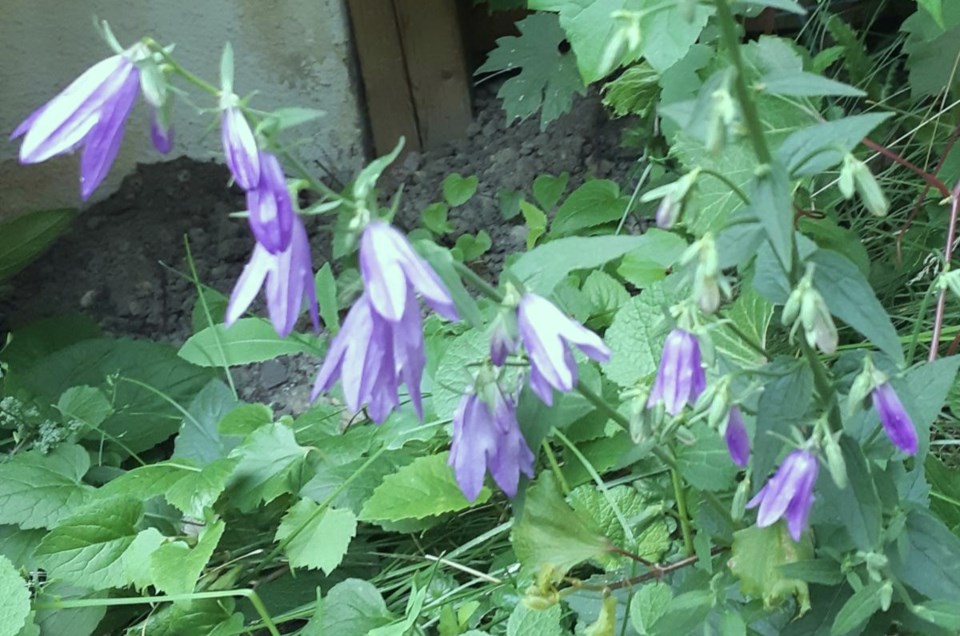 creeping-bellflower