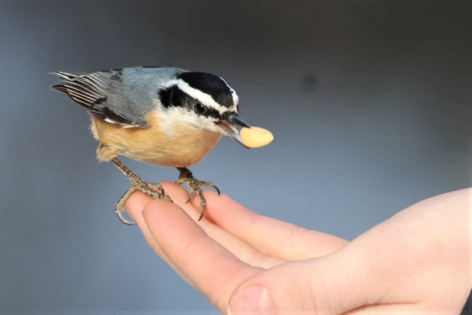 red-breasted-nuthatch