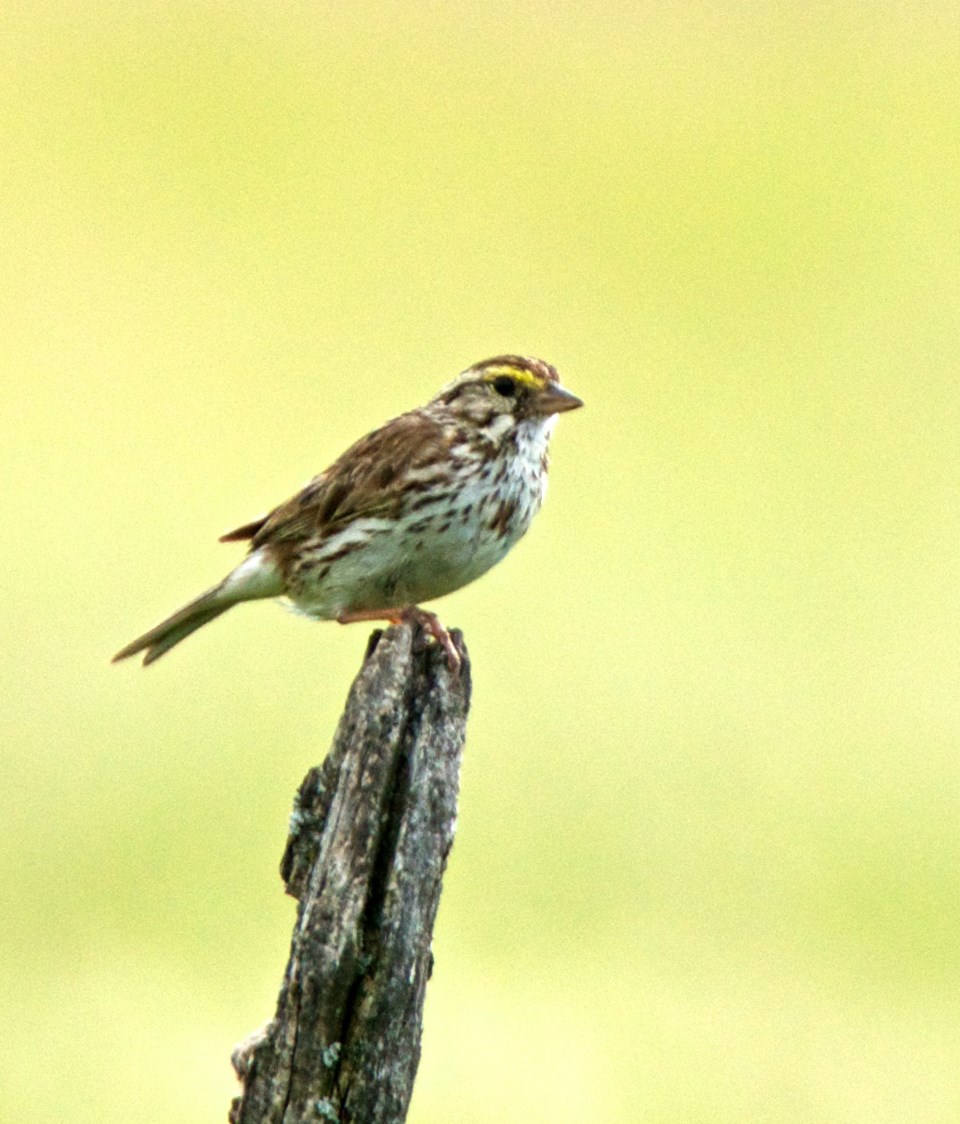 Savannah Sparrow_Nature Conservancy of Canada