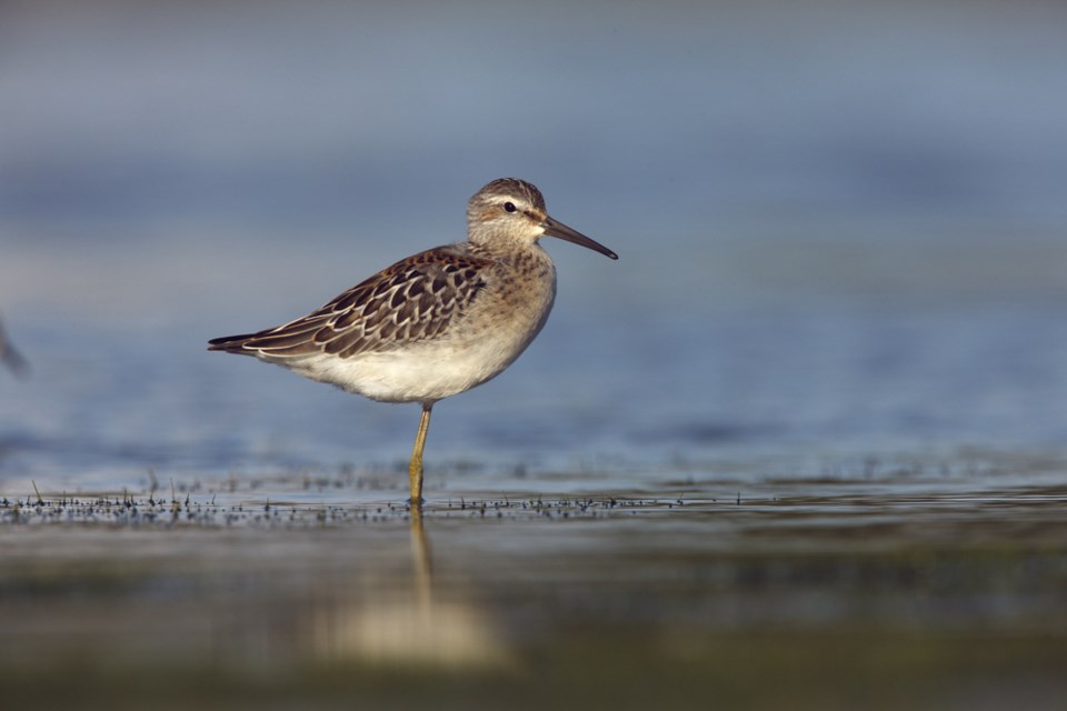 Habitat conservation work in Saskatchewan by NCC discussed ...