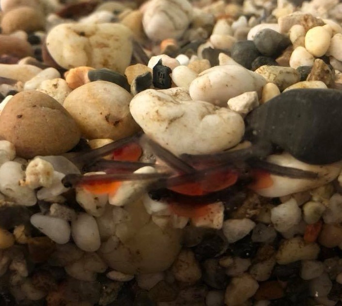 trout hatchlings