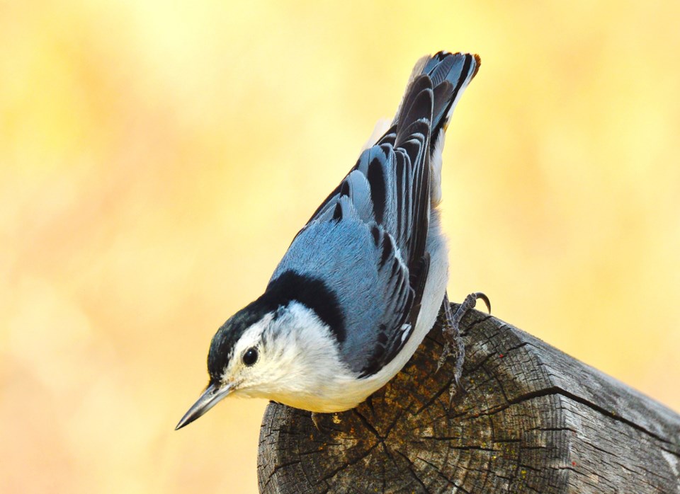 white breasted nuthatch shutterstock