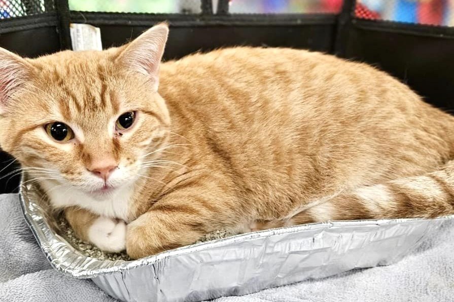 charles-the-cat-loaf