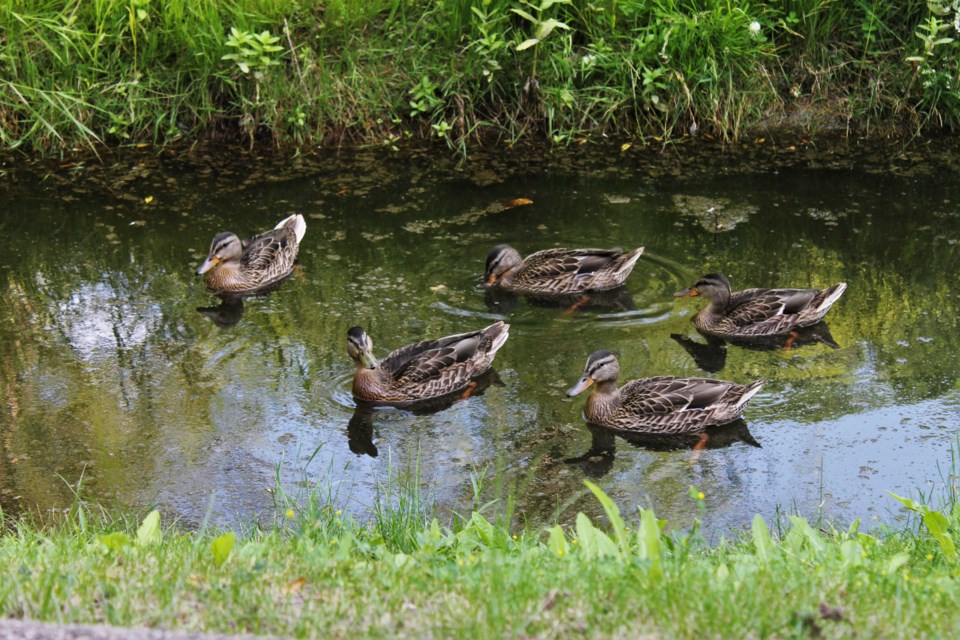 cres_park_ducks