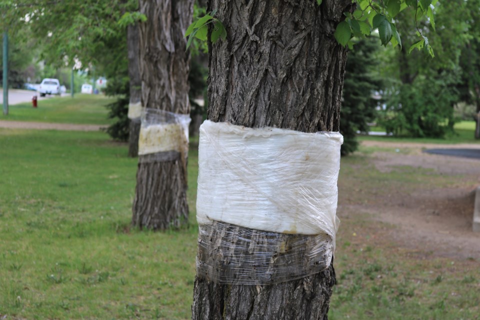 tree bands elgin park late spring 2019