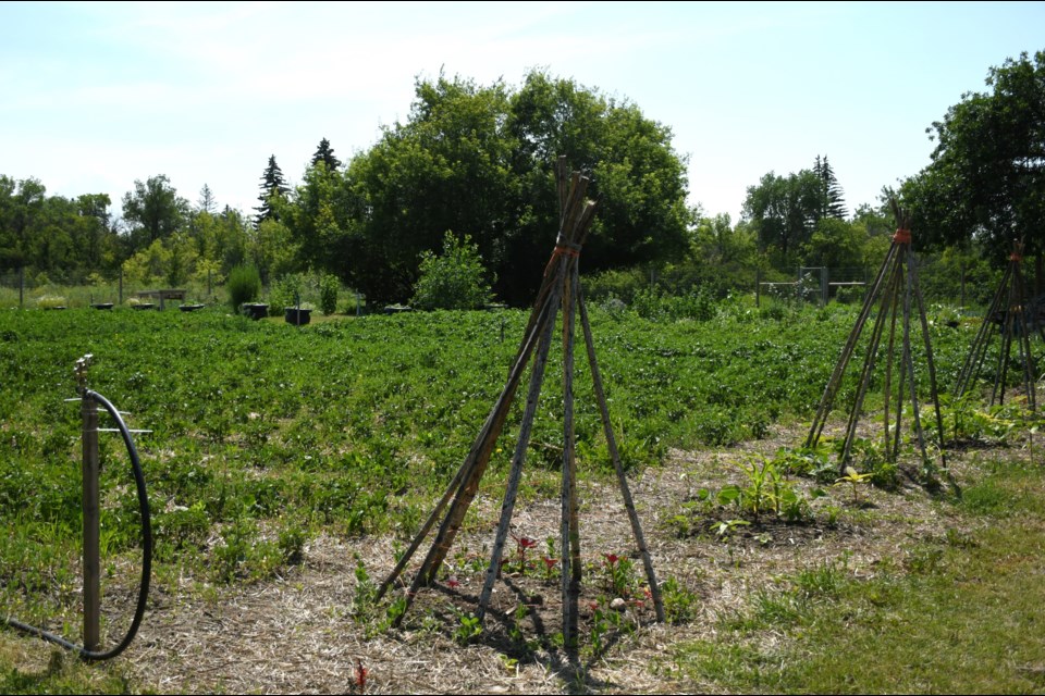 The Mosaic Community Food Farm is located in Wellesley Park just off Bank Street.