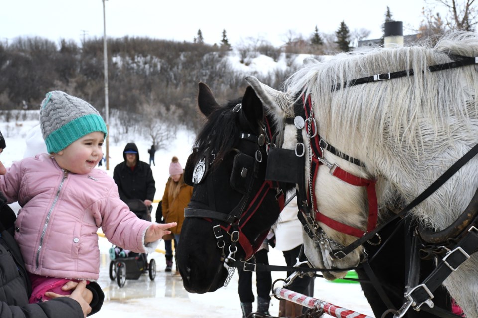 A young guest meets the horses belonging to Prairie Percherons during Winterfest 2025 on the afternoon of Feb. 23.