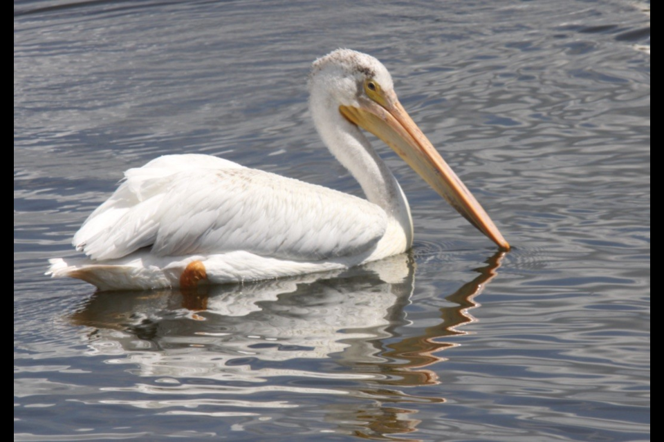 Pelican. Photo by Ron Walter