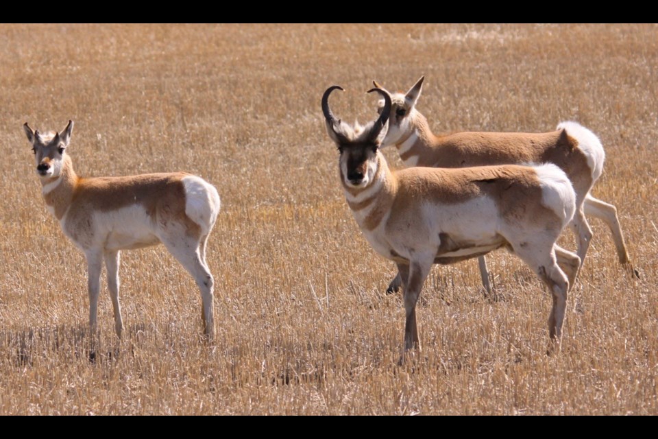 Antelope 