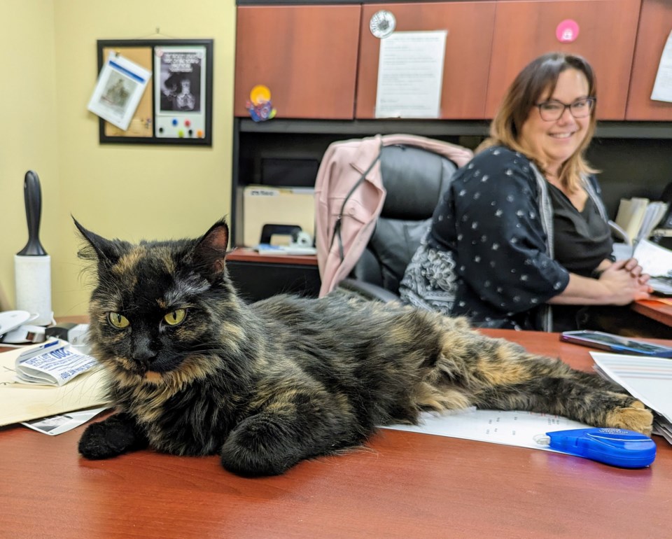 cheese-lounges-on-jacki-lheureux-masons-desk-after-a-satisfying-case-of-the-zoomies