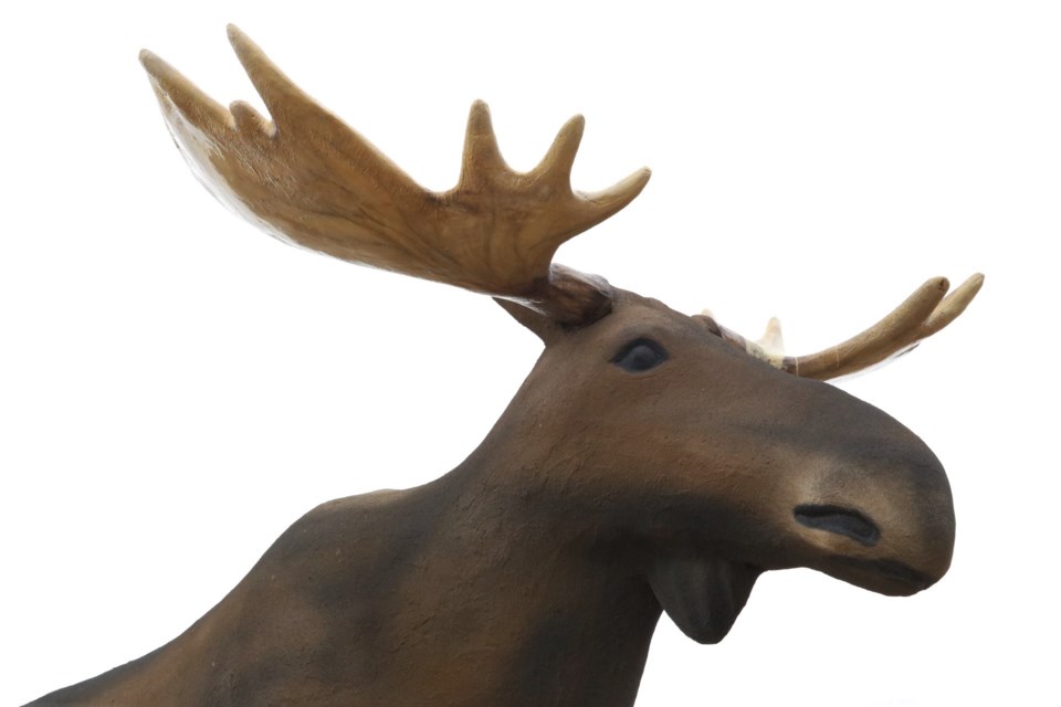 mac the moose closeup 2021