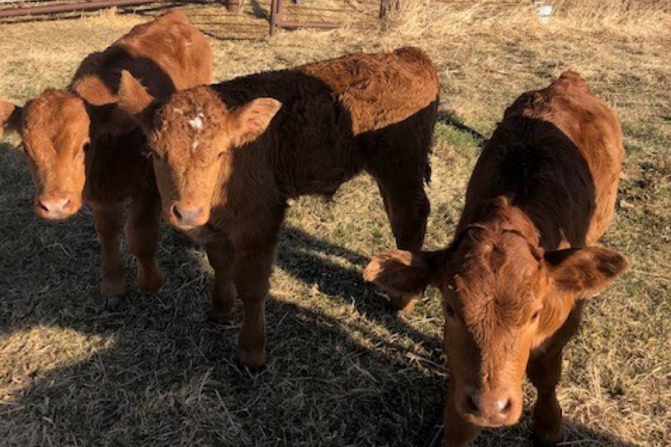 A 44-year-old male from Clearwater County faces, among other charges, four counts of cattle theft as a result of an RCMP investigation. 
Photo courtesy of RCMP 