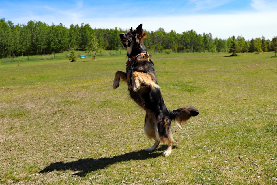 Innisfail pooch is a certified social media superstar