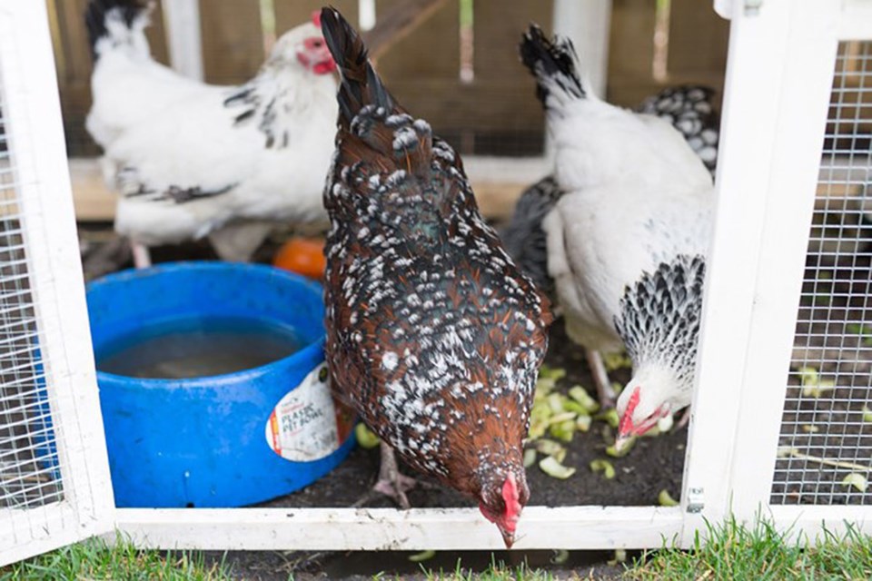 MVP Innisfail chicken success