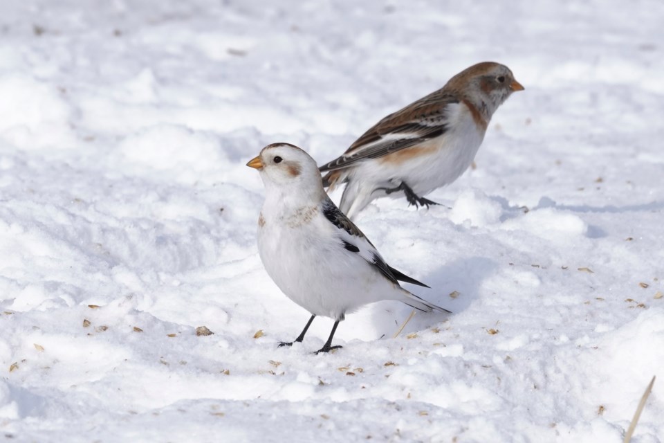 Snow buntings near Didsbury look in opposite directions.
Photo by Steve Dyke