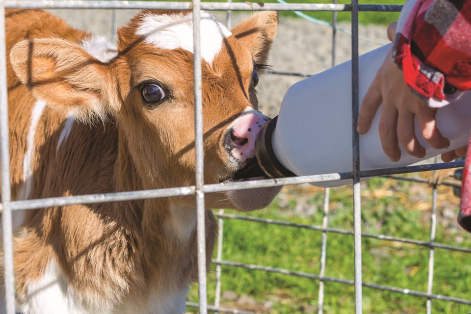 mvt-bottle-fed-calf