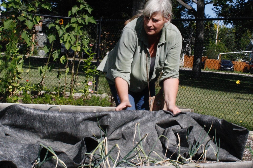 Renate de Bruijn, Greenwood Neighbourhood Place Society’s community outreach coordinator who also provides operational oversight for the Sundre Community Garden located adjacent to Myron Thompson Health Centre’s main entrance, said members who rent raised planters at the garden have access to lightweight frost blankets that will protect plants without flattening them when temperatures dip below zero. Amid windier conditions, placing weights as simple as rocks on the blanket’s corners will keep the cover from flying off.
Simon Ducatel/MVP Staff