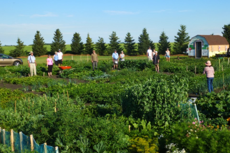 mvt-community-garden