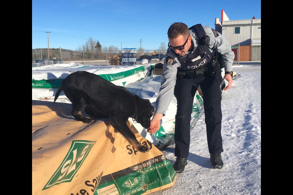 Const. Tim Stevens, 28, who for more than three years has been training to become a handler with RCMP Police Dog Services, takes Rebell out to the yard at the Sundre Home Hardware Building Centre as part of an effort to acclimatize the canine to different kinds of environments. 
Simon Ducatel/MVP Staff