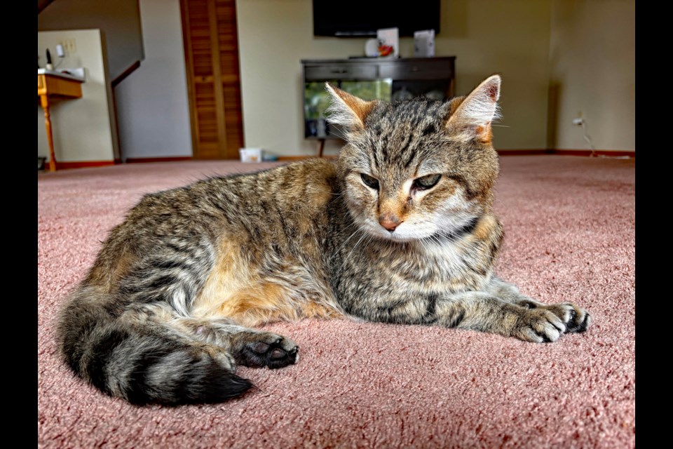 Cookie, a 17-year-old female mixed Siamese and Main Coon, was the best friend and companion of 17-year-old Innisfailian Kenneth Griffith, who is autistic, for almost her entire life. Cookie passed away on June 10 following a lengthy battle against cancer. Johnnie Bachusky/MVP Staff