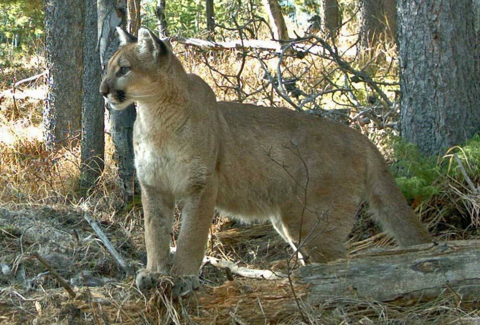 mvt cougar