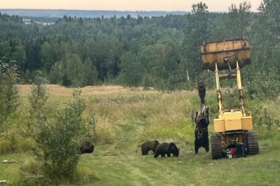 mvt-grizzly-reaches-for-elk-carcass