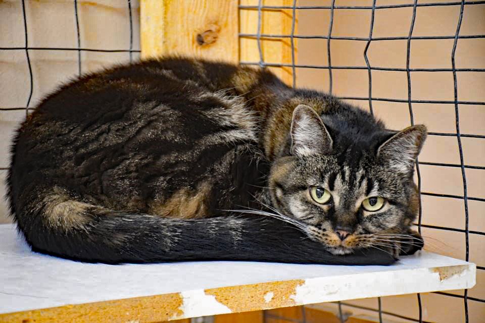 This cat was one of 26 felines evacuated from Jasper due to last summer's devastating wildfire. The cat was sent 77 kilometres northeast of the mountain community to the Hinton and District SPCA. 
File photo/Jasper Fitzhugh