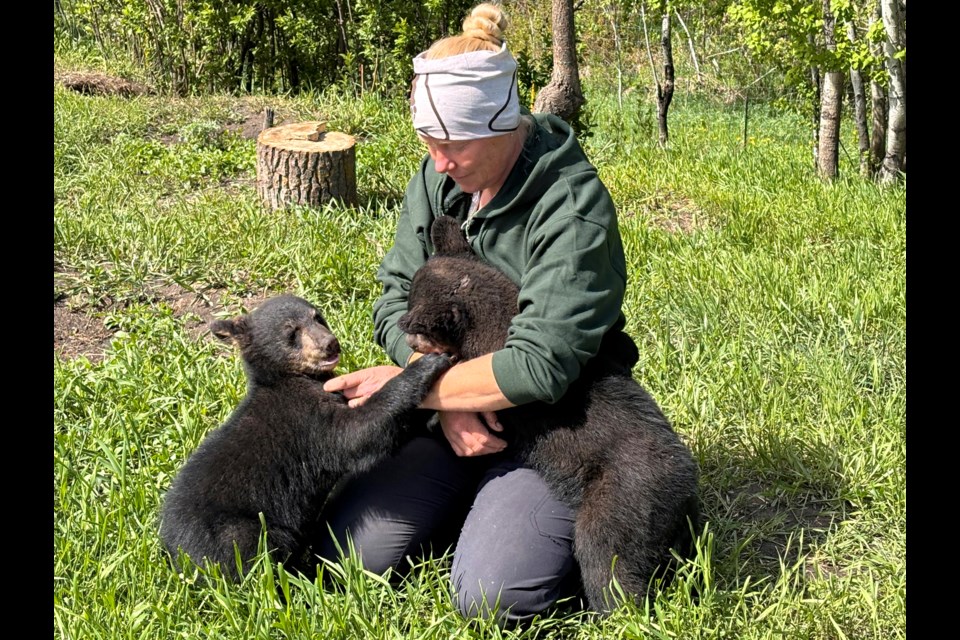 Serena Bos, head zookeeper at Discovery Wildlife Park, plays and cuddles with Otto and Charge, a pair of recently acquired black bear cubs from Idaho. Johnnie Bachusky/MVP Staff