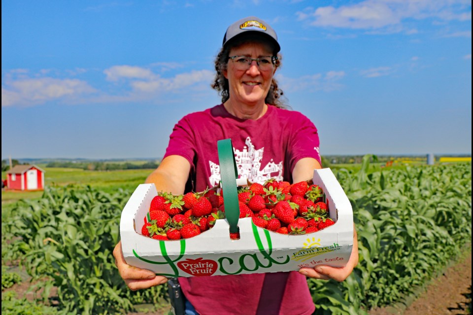 Leona Staples, co-owner of The Jungle Farm, is so far enjoying a better year with her strawberries and other crops. She and her family are pleased with the progress they have seen from Alberta government officials and agencies to improve crop insurance options for market garden producers. Johnnie Bachusky/MVP Staff