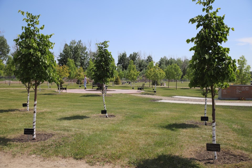 A look at some of the memorial trees in the forest.