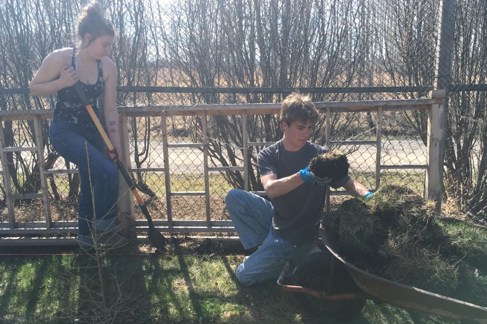 A trio of Grade 11 students worked together as a team on Thursday, May 9 helping Sundre resident Leigh Smithson tackle some yard work by using a little elbow grease to trim out some lawn along the fence to lay the footprint for a raised planter. Ryder Dach, right, tossed chunks of dirt and grass edged out of the ground by Avery McMullen into a wheelbarrow that was hauled away by Anna Steiner, not pictured. 
Simon Ducatel/MVP Staff