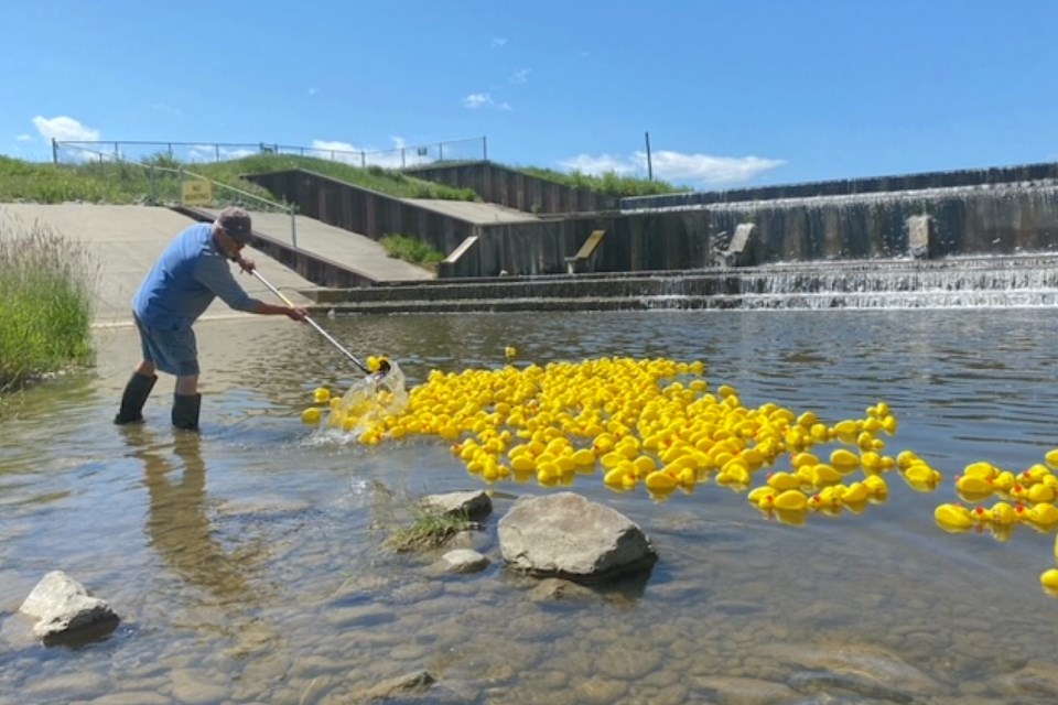 The Sundre & District Aquatic Society held on July 2 its sixth edition of the Great Bearberry Duck Race fundraiser for the indoor pool and fitness centre, which once again fully sold out all 500 ducks seen here being released into the creek.
Submitted photo